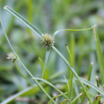 Green kyllingapng